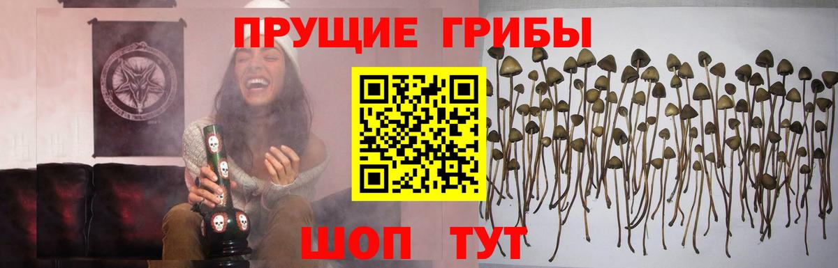 Галлюциногенные грибы Psilocybe Крымск